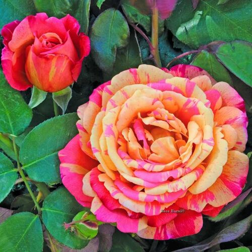 Вариегата ди Барни (Variegata Di Barney)