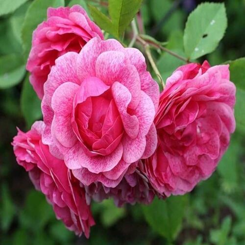 Моден Руби (Morden Ruby)