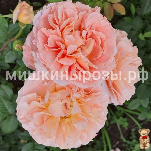 Абрахам Дерби (Abraham Darby)