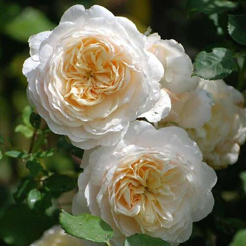 Крокус Роуз (Crocus Rose)