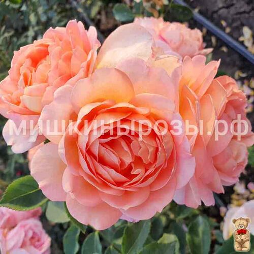 Леди оф Шалот (Lady of Shalott)